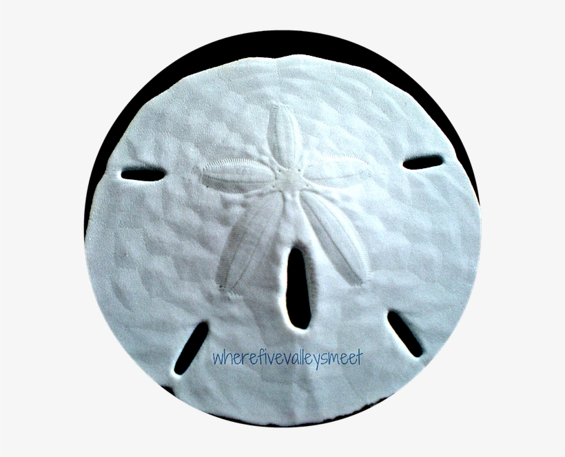 Sea Urchin And Sand Dollar From Our Collection - Sand, transparent png download