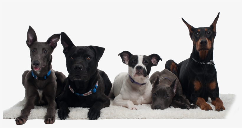 Dogs, transparent png download