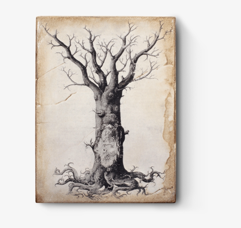 Medieval Tree Of Life, transparent png download