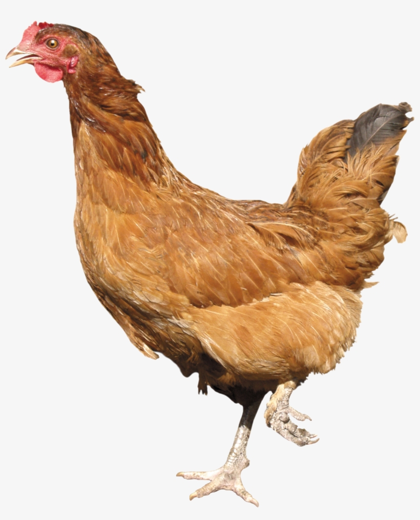 Chicken Png Image, transparent png download
