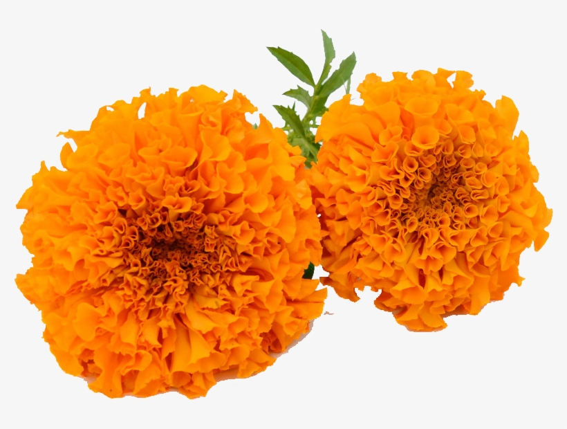 Marigold Garland Png Marigold Flower Clipart Png Transparent Png