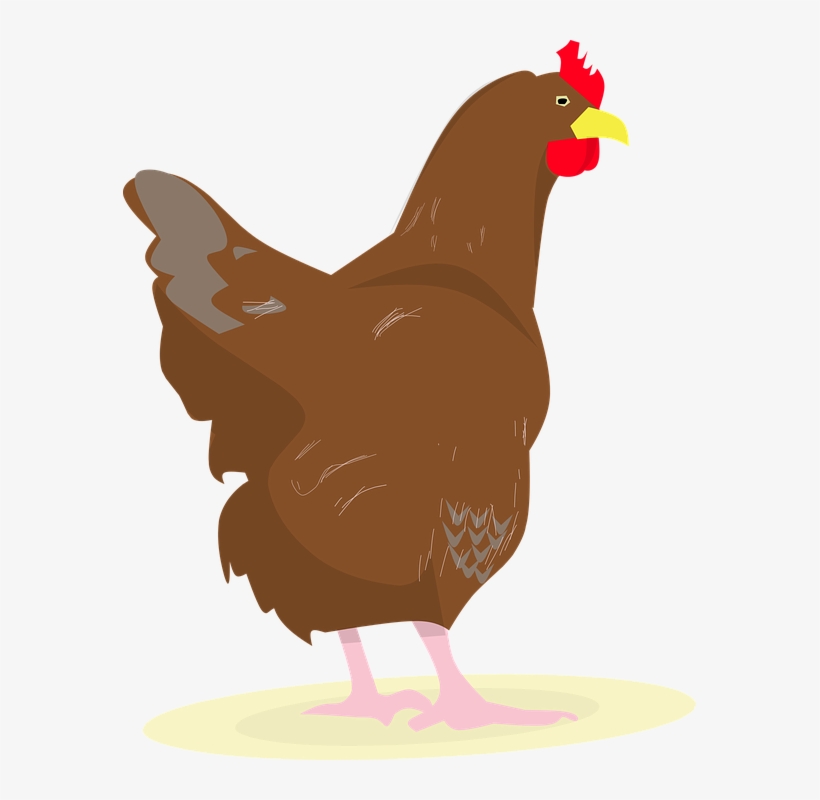 Chicken, Rooster, Eggs, Chick, White Hen, Hens Party - Chicken, transparent png download