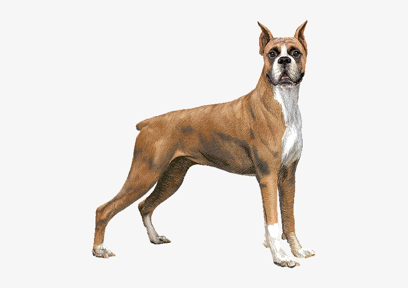 Love My Boxer Oval Sticker, transparent png download
