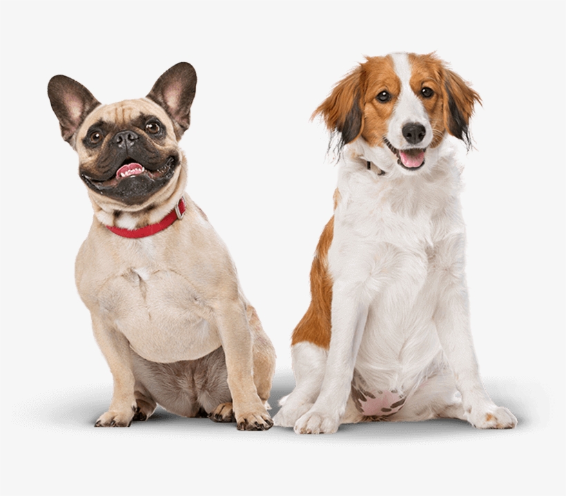 Banner - Dog, transparent png download