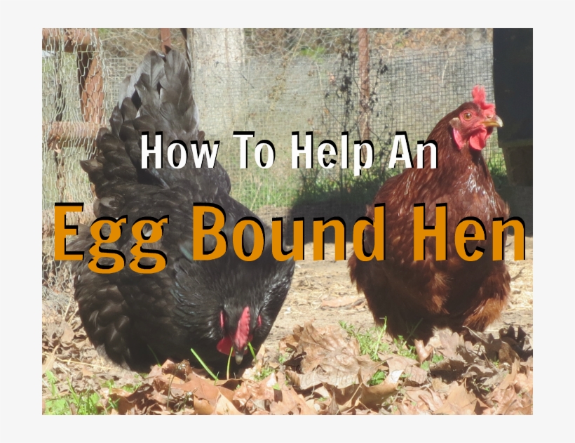I Get Asked This Question More Often Than I Would Like, - Egg Bound Chicken Poop, transparent png download