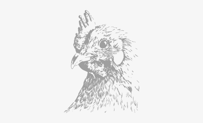 Hen - Chicken, transparent png download