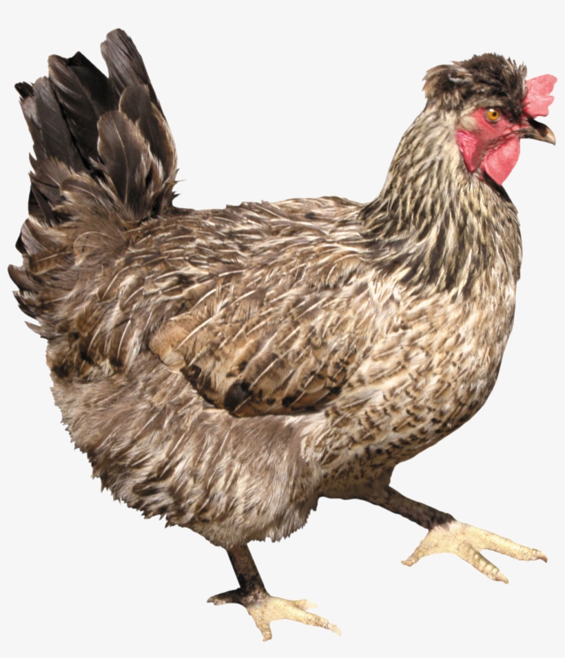Chicken Png Images, Free Chicken Picture Download - Курица На Прозрачном Фоне, transparent png download