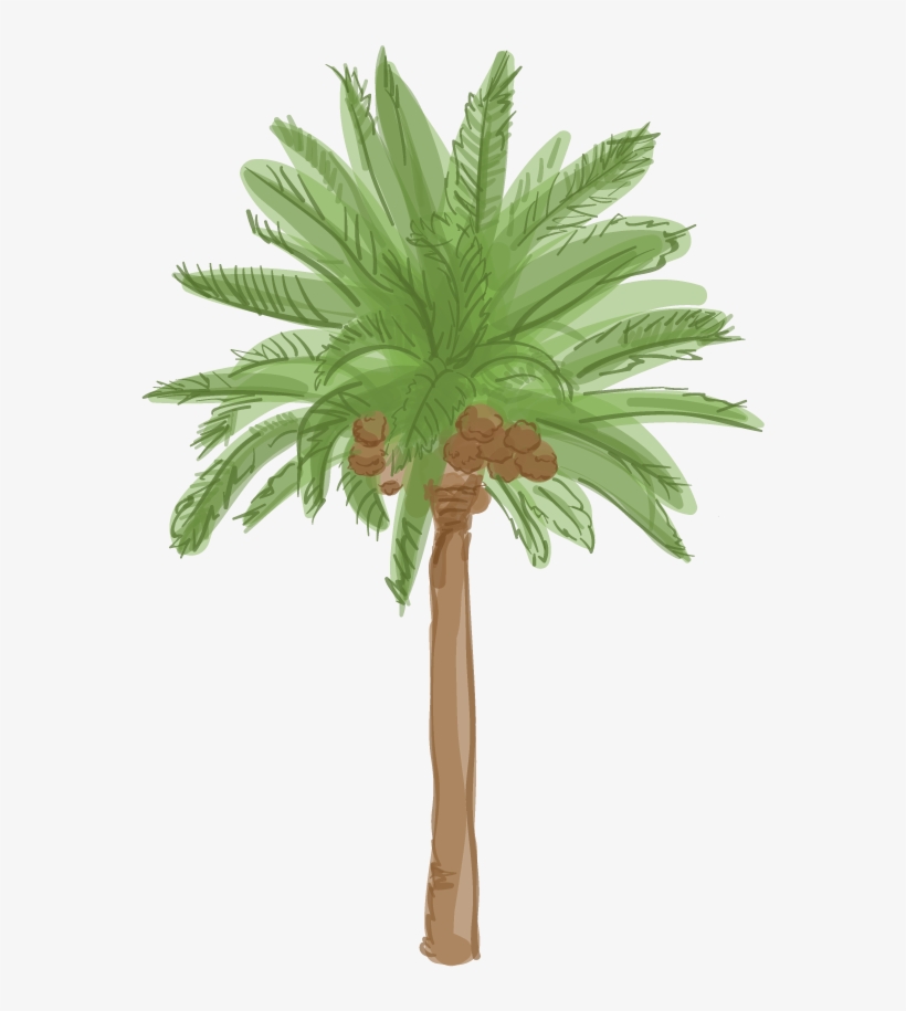 Canary Island Date Palm - Palm Trees, transparent png download