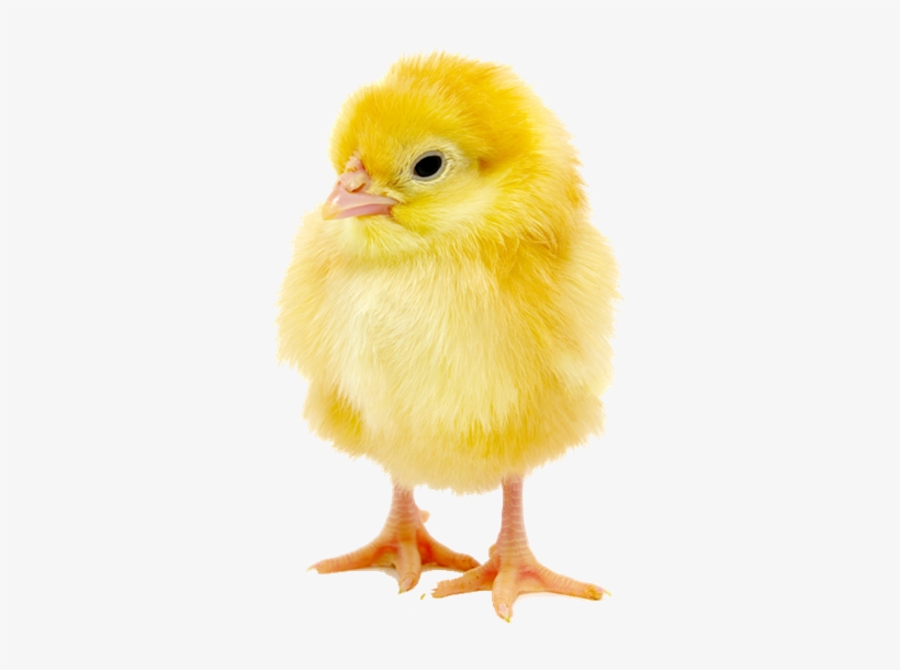 Http - //lloydsanimalfeeds - Co - - Transparent Baby Chick Png, transparent png download