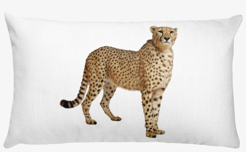 Cheetah Print Rectangular Pillow - Cheetah Speed, transparent png download