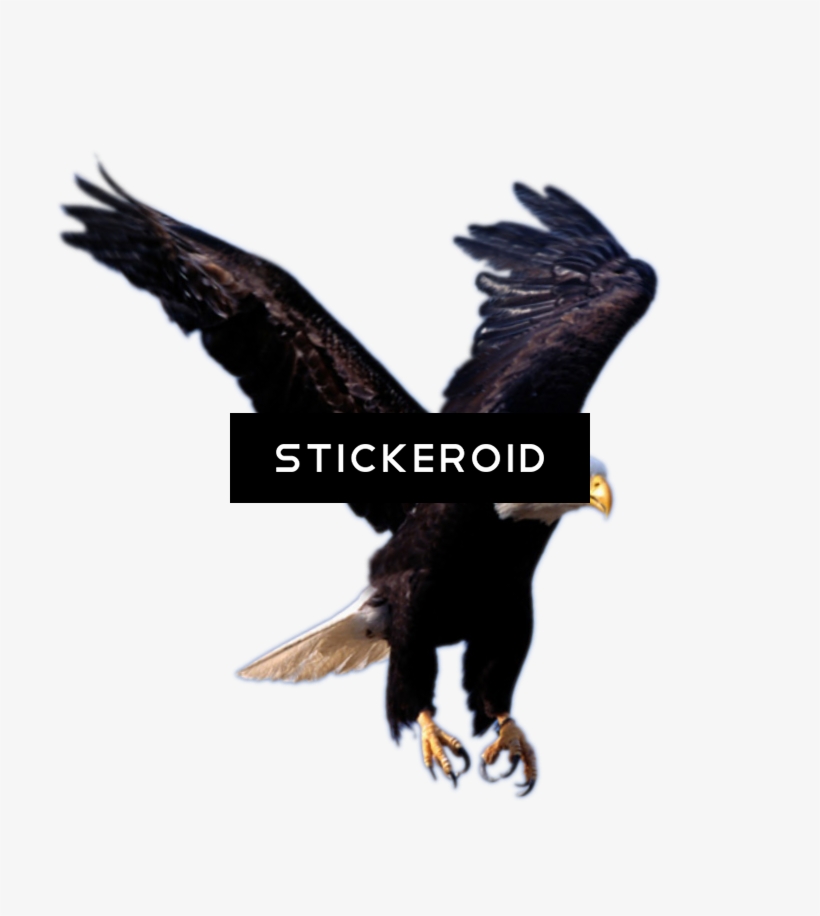 Eagle Animals - High On Eagles Wings, transparent png download