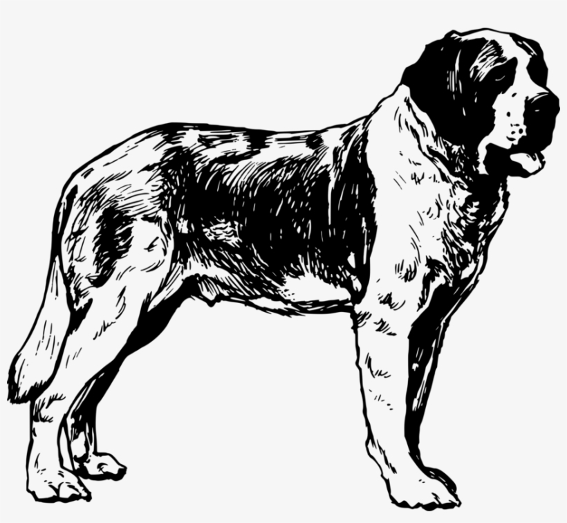 Bernard French Bulldog Puppy Great St Bernard Pass - St Bernard Dog Drawing, transparent png download