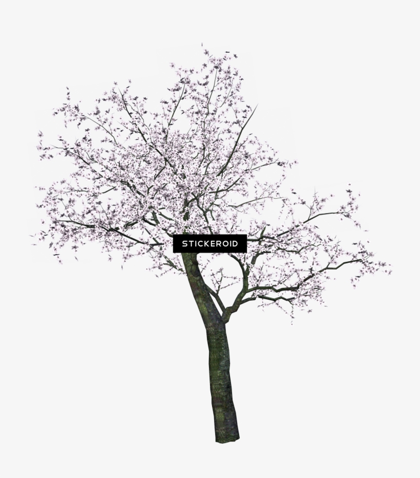Cherry Tree - Spring Trees Png, transparent png download