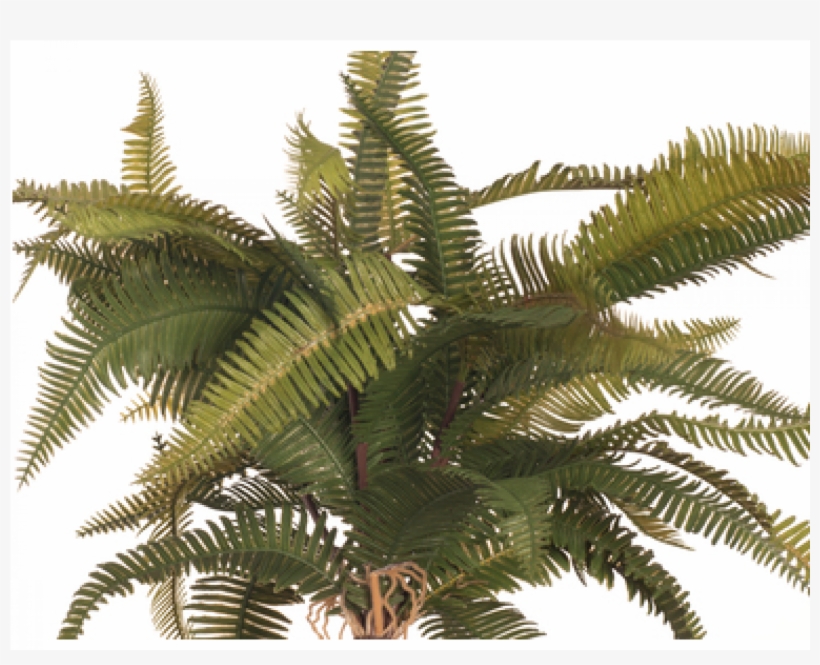 Transparent Fern Mountain Jpg Transparent Library - Roystonea, transparent png download