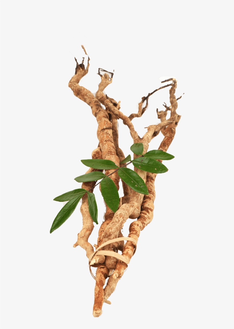 Tongkat Ali Png - Longjack, transparent png download
