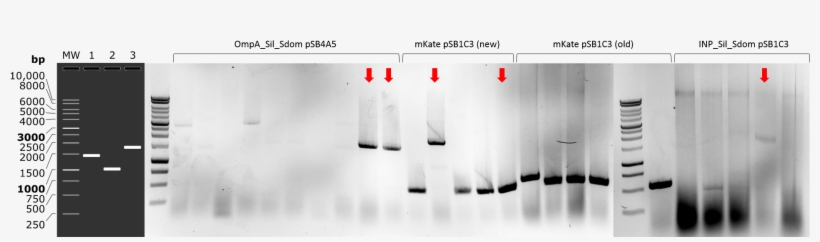 Picture On The Left Shows Simulated Agarose Gel - Electrophoresis, transparent png download