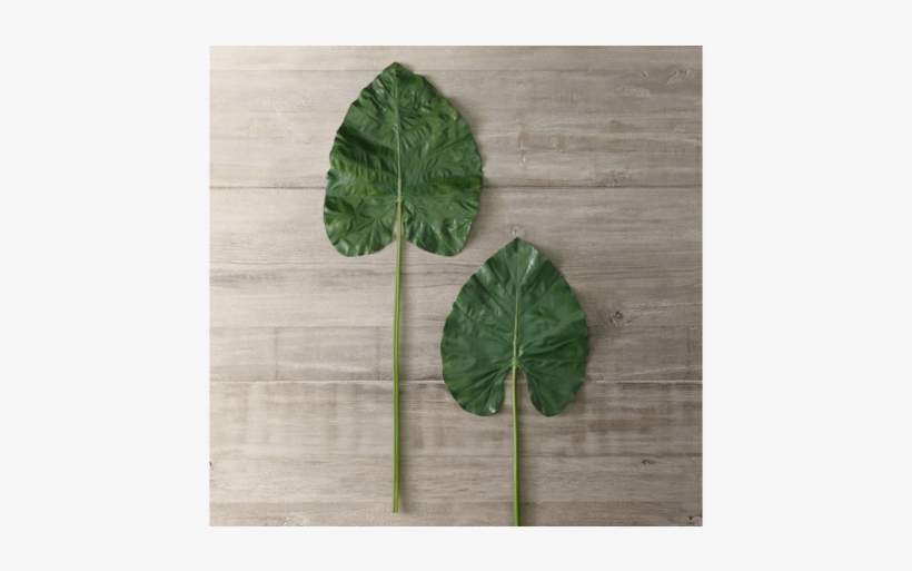 Two Tropical Leaves Against A Wooden Background - Leaf, transparent png download