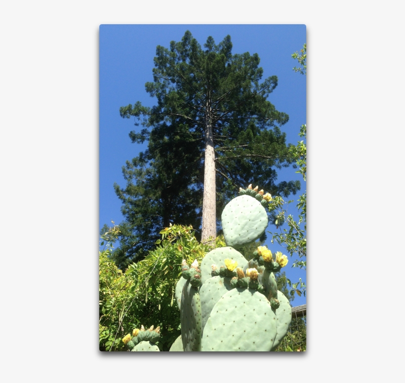 Redwood And Nopal, transparent png download