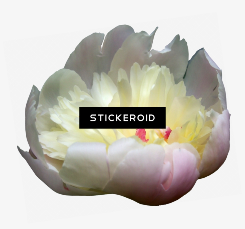 Peonies Flowers Peony - Tulip, transparent png download