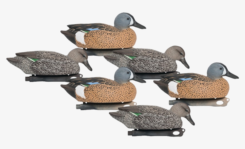 Scouting Waterfowl Hardcore Teal 6pk, transparent png download