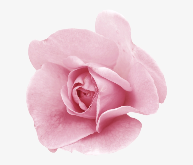 Fleurs Roses Png - Garden Roses, transparent png download