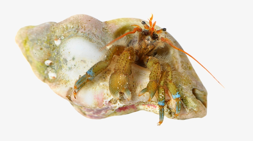 Hermit Crab - Crab, transparent png download