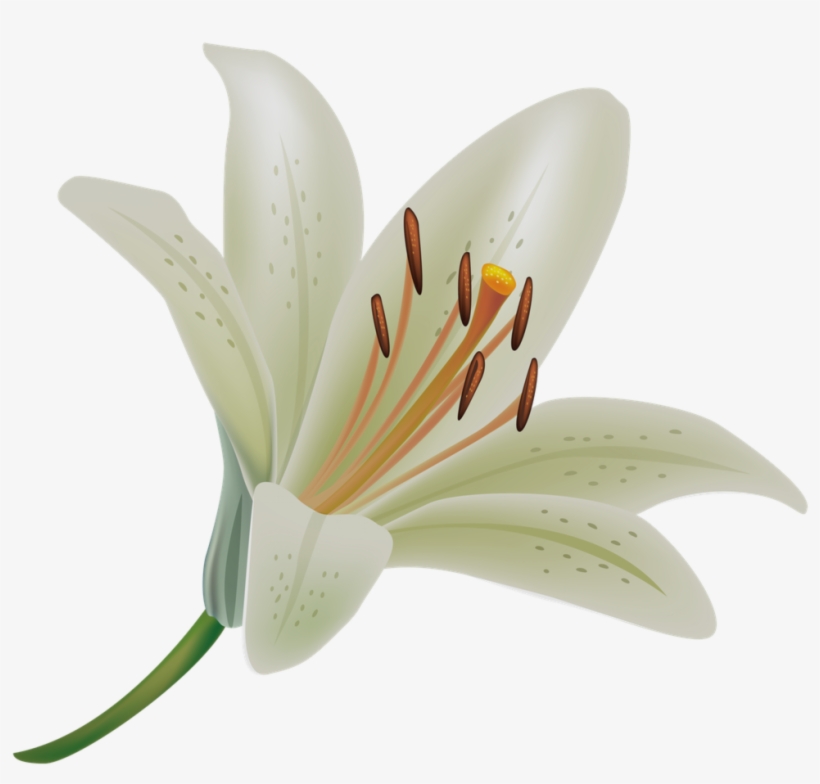 White Lily Transparent Background, transparent png download