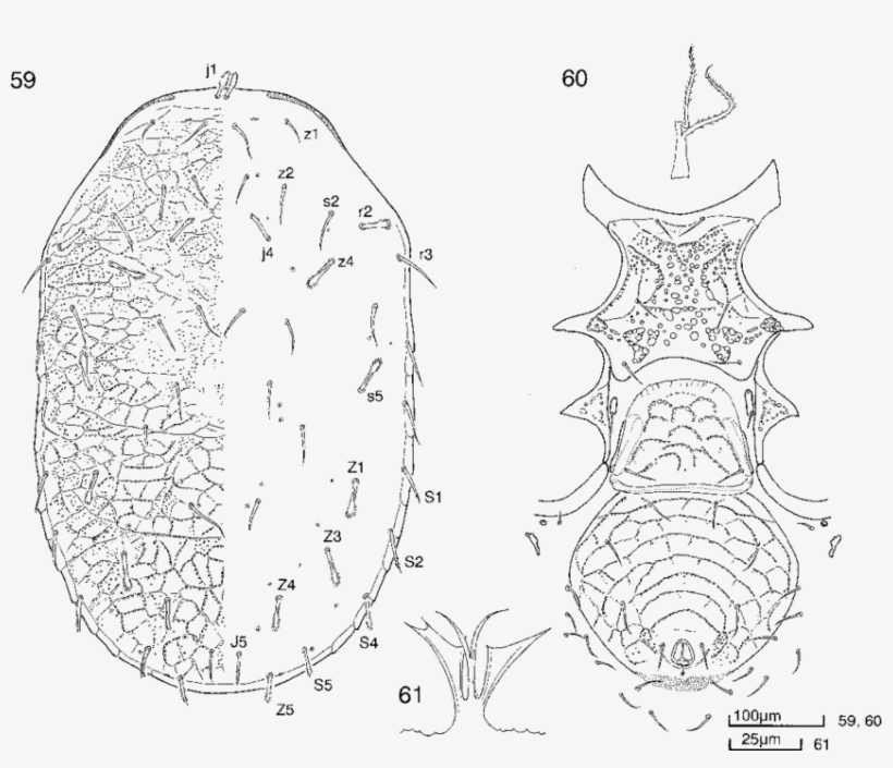 Macrocheles Luzonensis Sp - Macrocheles, transparent png download