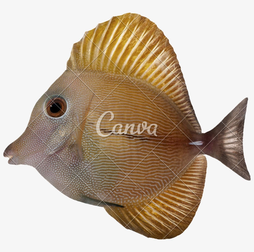 Or Twotone Zebrasoma Photos By Canva - Canva, transparent png download