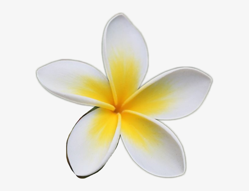 Frangipani, transparent png download