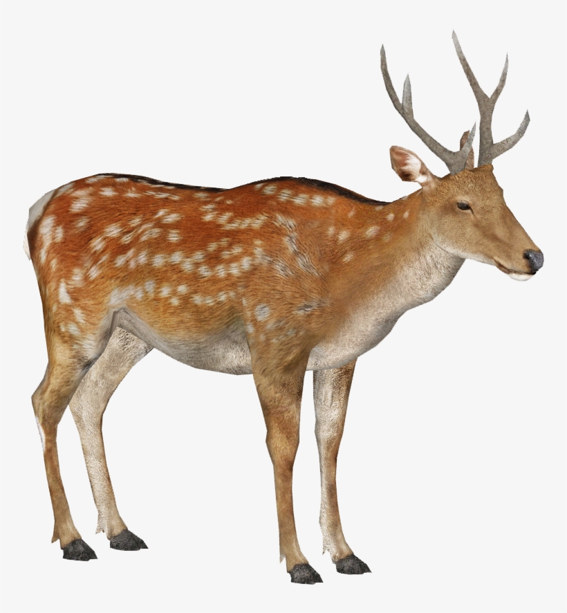 Sika Deer Male Summer 3 - Male Sika Deer, transparent png download