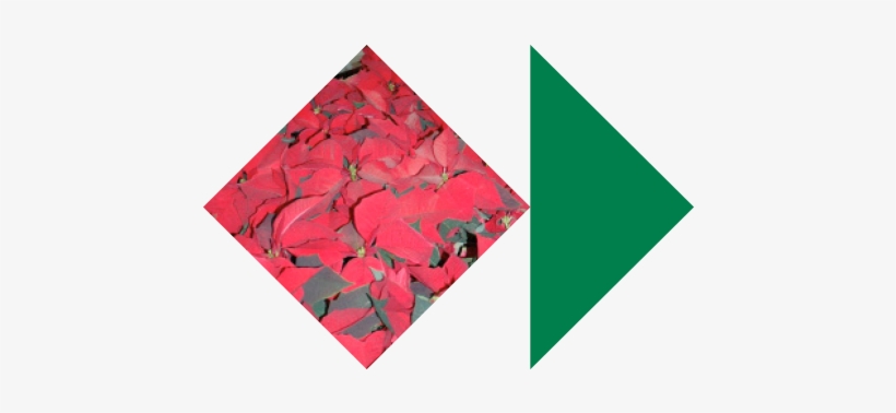 Pso Bazaar Poinsettias - Free Content, transparent png download