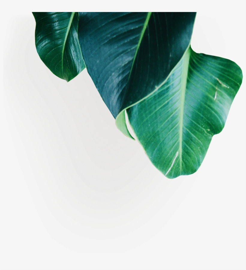 Stay Up To Date On All Things Crypto And Blockchain - Banana Family, transparent png download