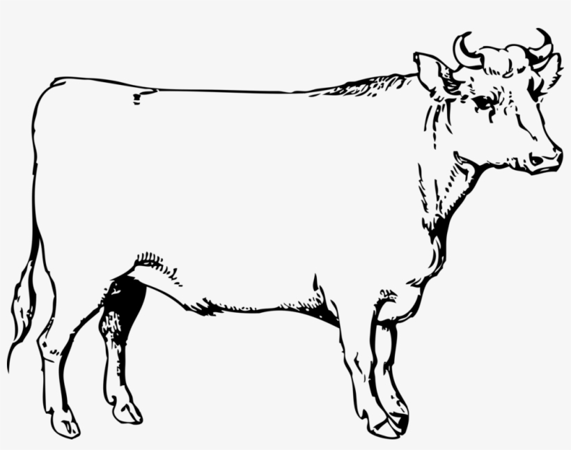 Beef Cattle Texas Longhorn Ox Document, transparent png download