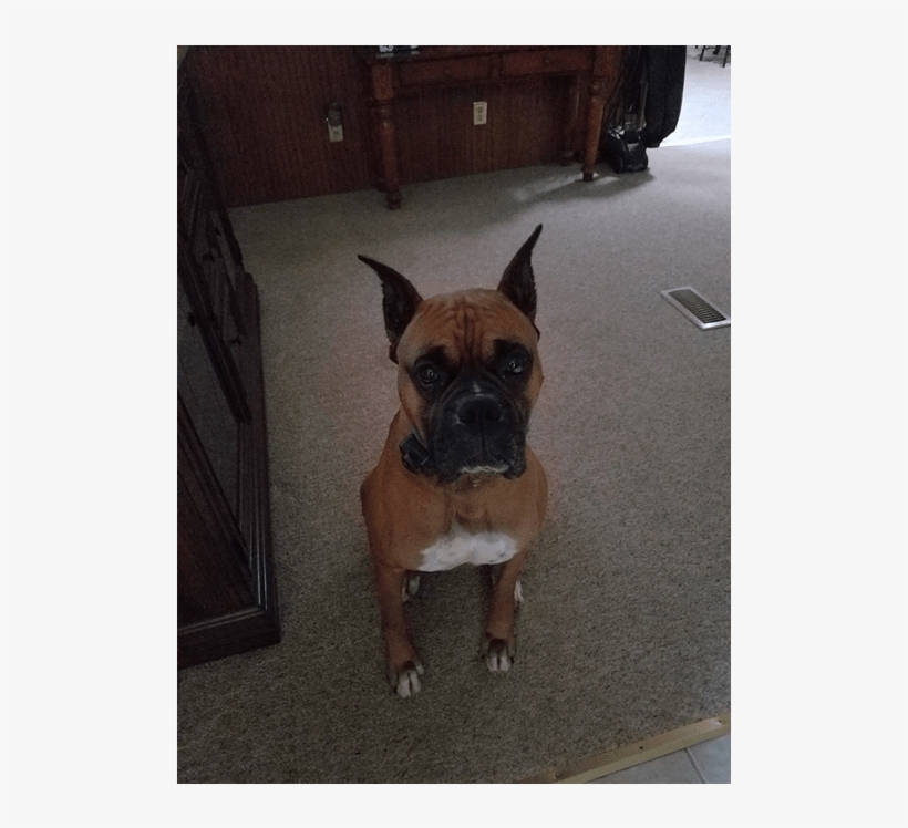 Diesel At Farmville Animal Hospital - Farmville, transparent png download
