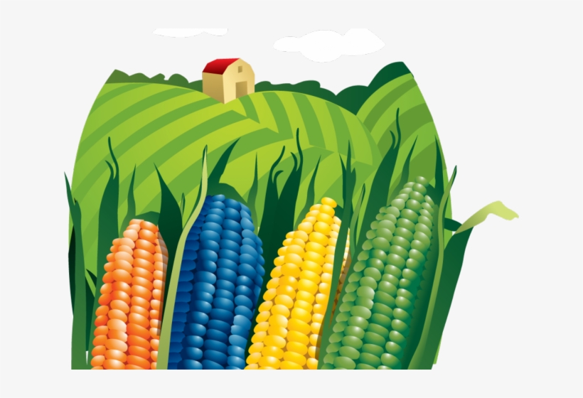 Cornfield Clipart Corn Farm - Campos De Maiz Vector, transparent png download