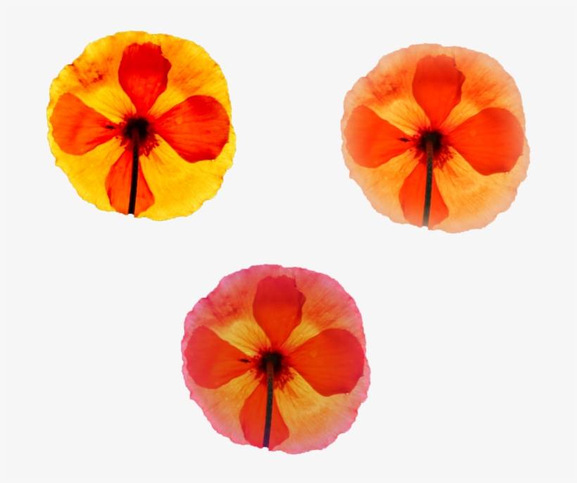 Cool Folwers For Your Projects Png Png Nature Various - Pumpkin, transparent png download