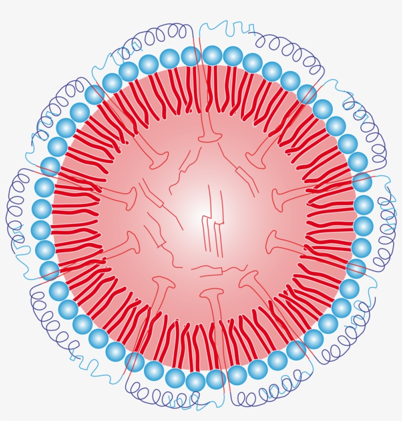 Schematic Of An Oleosome - 無限 延伸 鏡, transparent png download