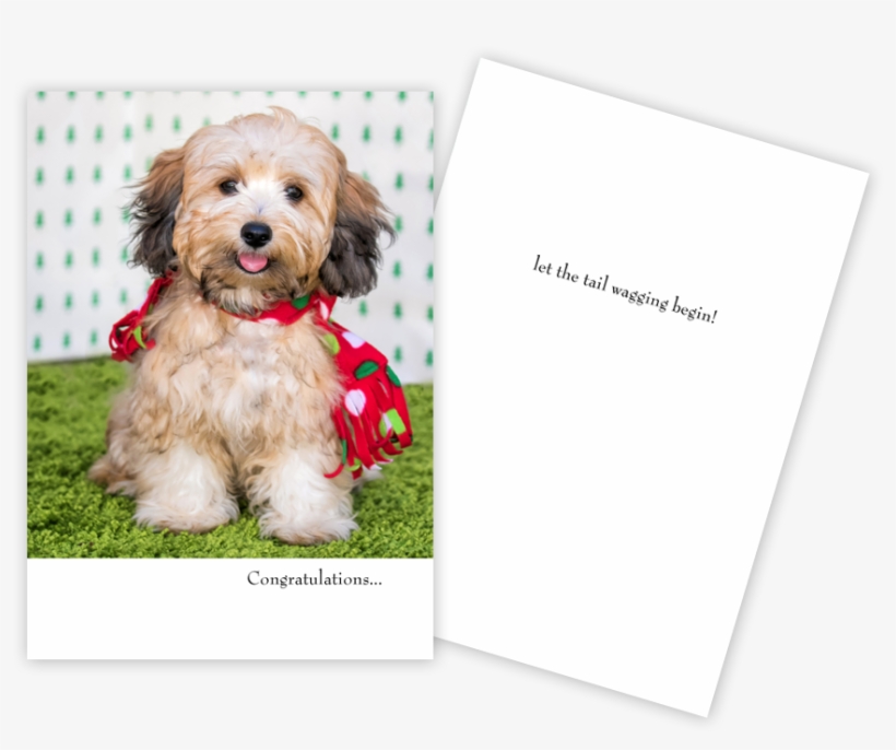 New Puppy Card Red Scarf - Companion Dog, transparent png download