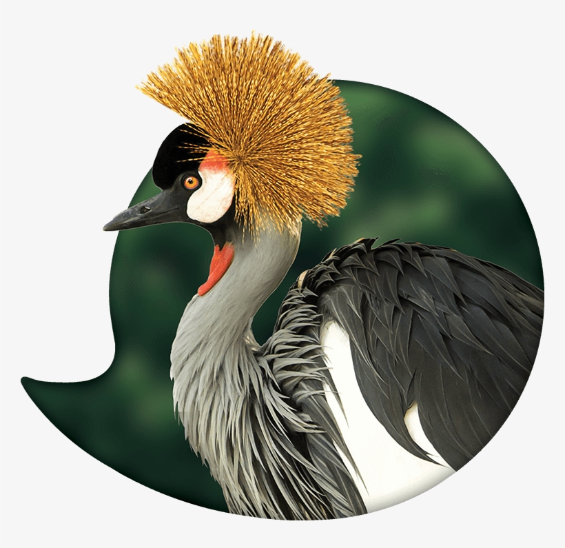 Simple, Fun With Immediate Results - Utalk Luganda, transparent png download