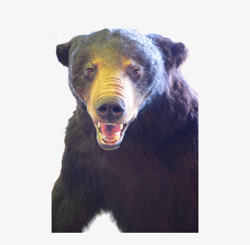 Black Bear Full Mount Bb01 - American Black Bear, transparent png download