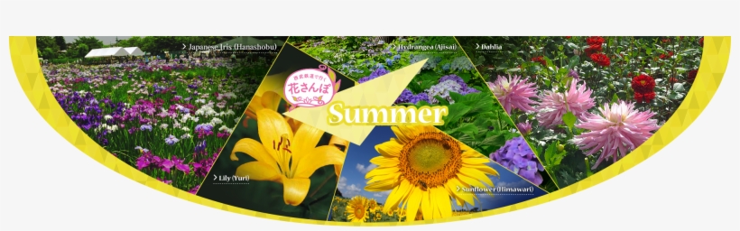 Summer Flowers - Sunflower, transparent png download