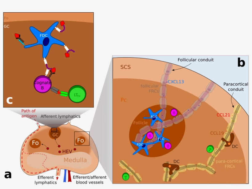 Schematic Representation Of The Structure Of A Lymph - Follicular Dendritic Cells In Lymph Node, transparent png download