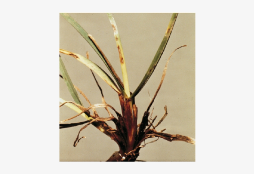 Dreschlera Leaf Spot - Turf Melting Out, transparent png download