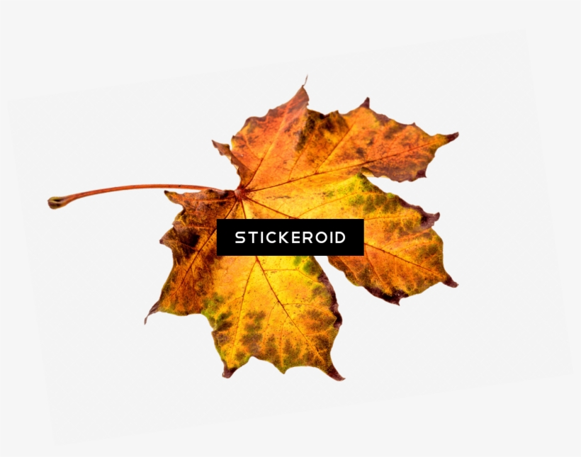 Autumn Brownish Leaf - Autumn, transparent png download