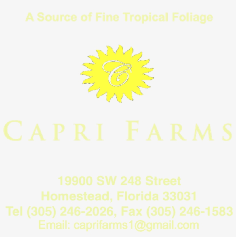 Premium Foliage Grower, Aglaonemas, Elite Aglaonemas, - Tropics, transparent png download