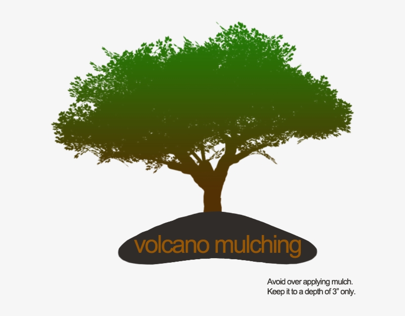 If You Use More Than 3-4 Inches, Your Tree Will Not, transparent png download