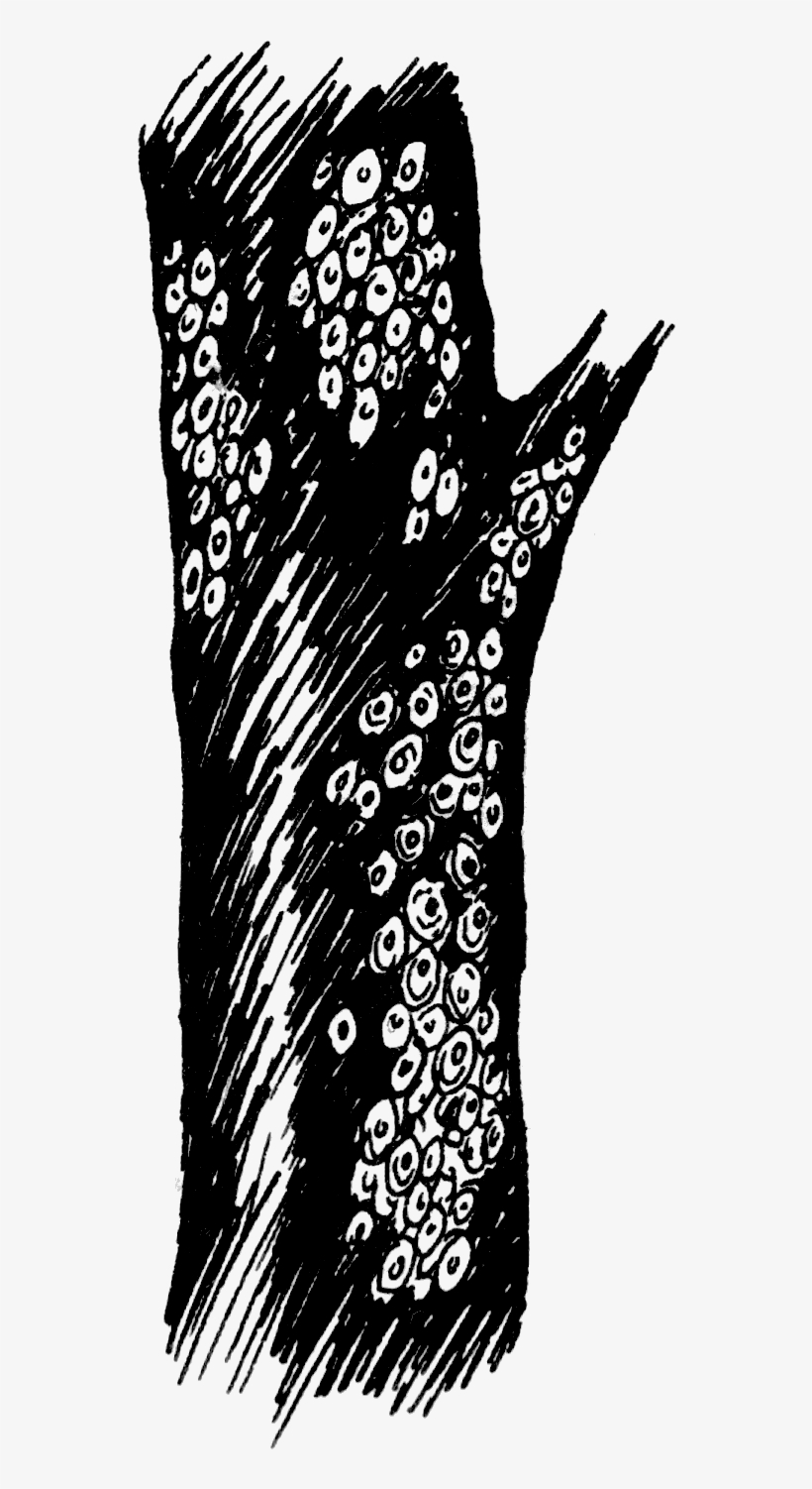 1971 San Jose Scale Scales On Branch - Illustration, transparent png download