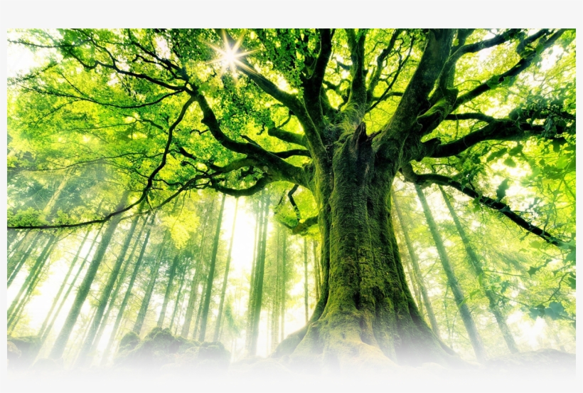 Contact - 十 年 樹木 百年 樹 人, transparent png download