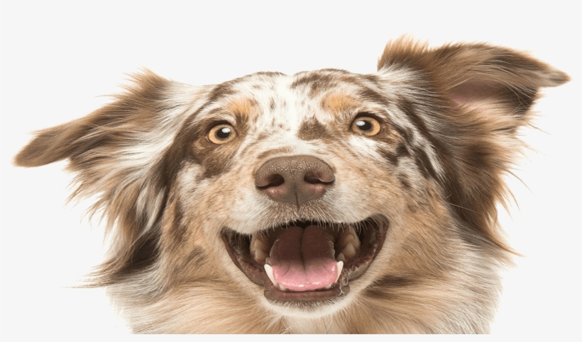 Expert Mobile Dog Grooming - Gilles Moutounet Min Hund Er Min Guru - Hardback, transparent png download